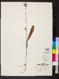 Platanthera clavellata image