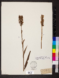 Platanthera cristata image