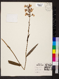 Platanthera peramoena image