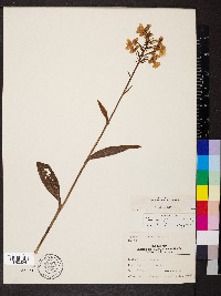 Platanthera peramoena image