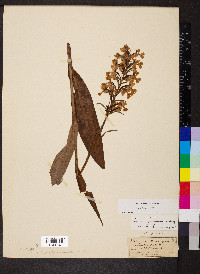 Platanthera peramoena image