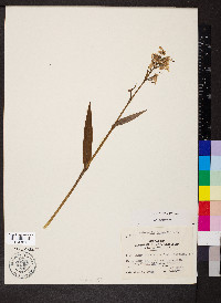 Platanthera peramoena image