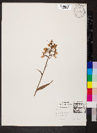 Platanthera peramoena image