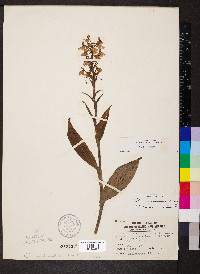 Platanthera peramoena image