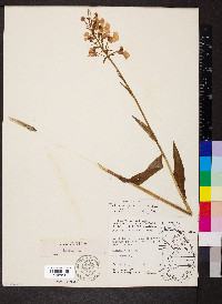 Platanthera peramoena image