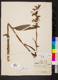 Platanthera peramoena image