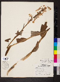 Platanthera peramoena image