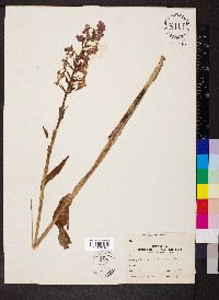 Platanthera peramoena image