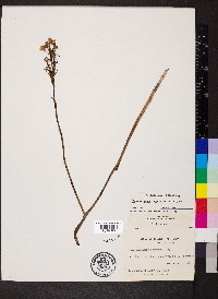 Platanthera peramoena image