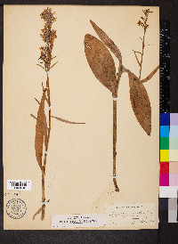 Platanthera psycodes image