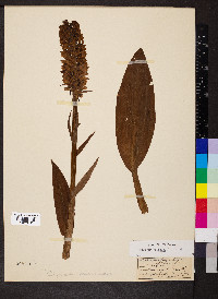 Platanthera psycodes image