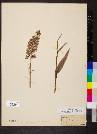 Platanthera psycodes image