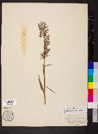 Platanthera psycodes image