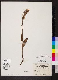 Platanthera lacera image