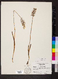 Platanthera nivea image