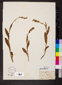 Platanthera hyperborea image