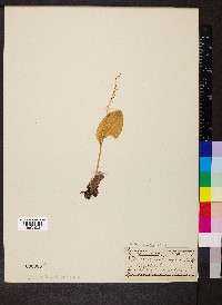 Malaxis unifolia image