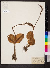 Listera ovata image