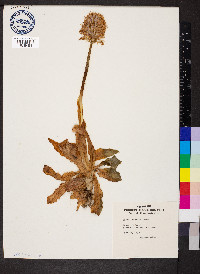 Orchis italica image
