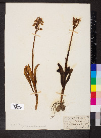 Orchis mascula image