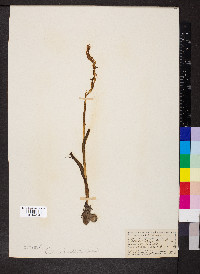 Orchis palustris image