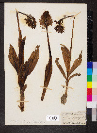 Orchis purpurea image