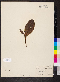 Galearis spectabilis image