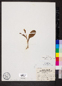 Galearis spectabilis image