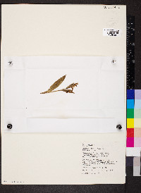Galearis spectabilis image