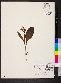 Galearis spectabilis image