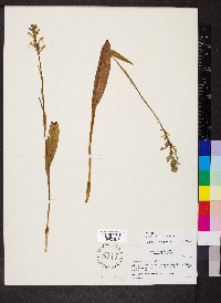 Platanthera lacera image