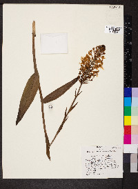Platanthera ciliaris image