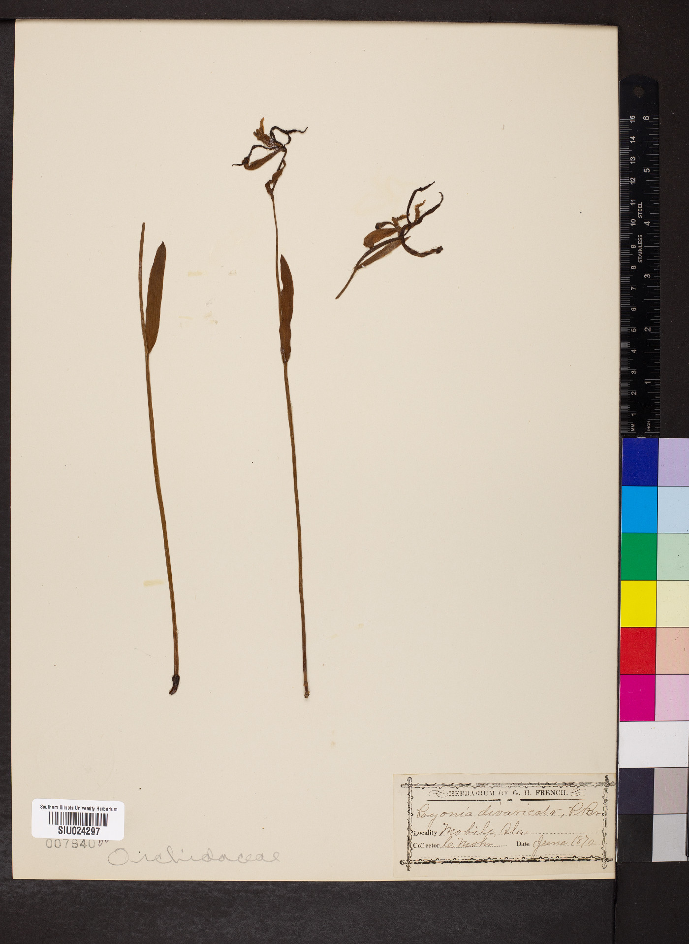 Cleistesiopsis divaricata image