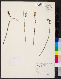Prasophyllum suttonii image