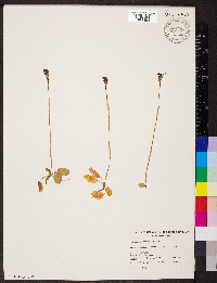 Pterostylis pedunculata image