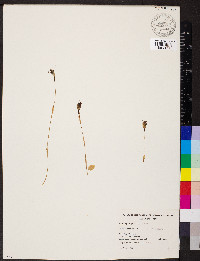 Pterostylis pedunculata image