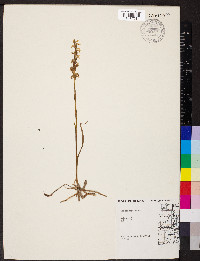 Spiranthes cernua image