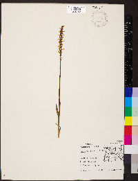 Spiranthes cernua image