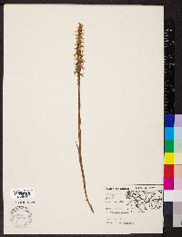 Spiranthes cernua image