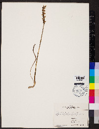 Spiranthes cernua image