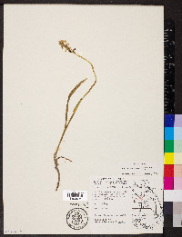 Spiranthes cernua image