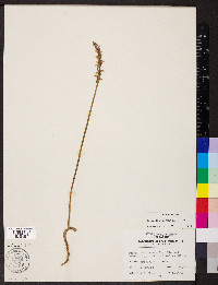 Spiranthes cernua image