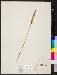 Spiranthes cernua image