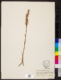 Spiranthes cernua image