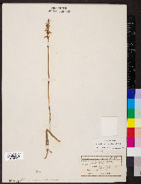 Spiranthes cernua image