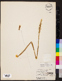 Spiranthes cernua image