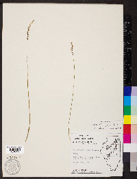 Spiranthes grayi image