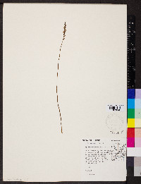 Spiranthes grayi image