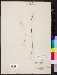 Spiranthes grayi image