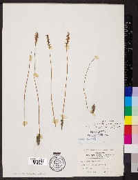 Spiranthes grayi image